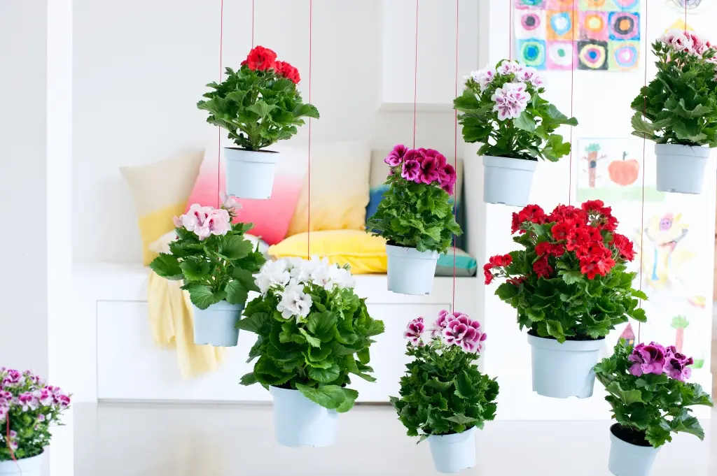 Pelargonia