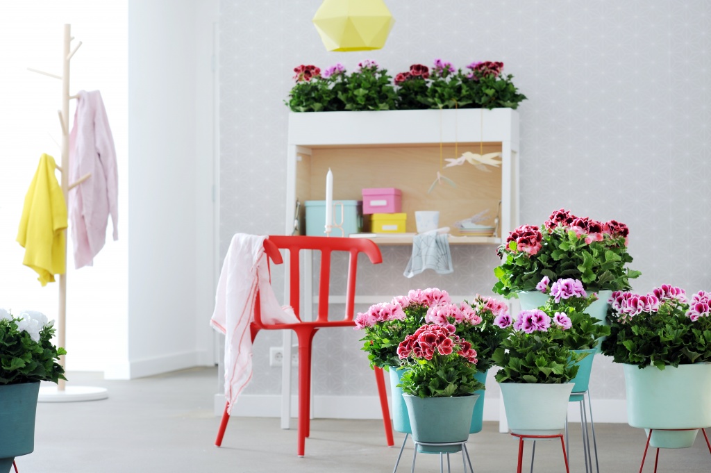 Pelargonia