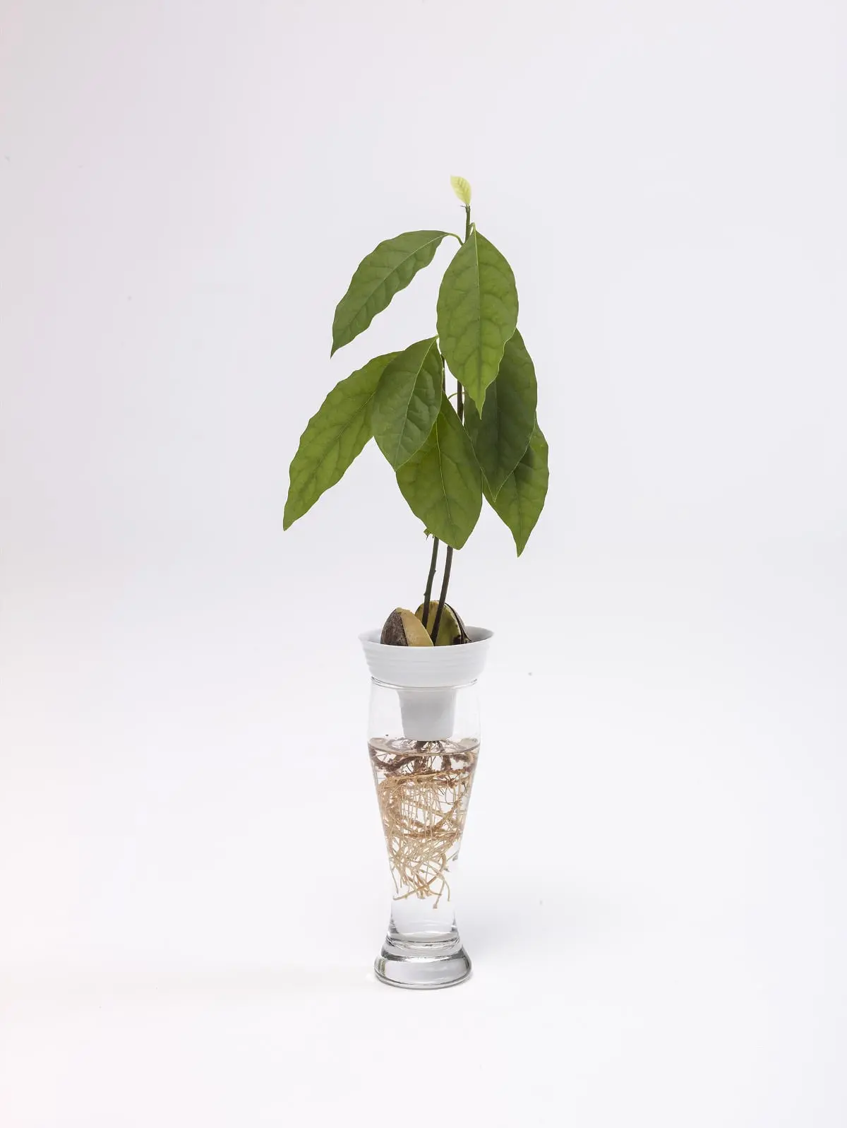„Plantacja”, 2014, autorka projektu: Alicja Patanowska; produkcja: Porcelana Kristoff
