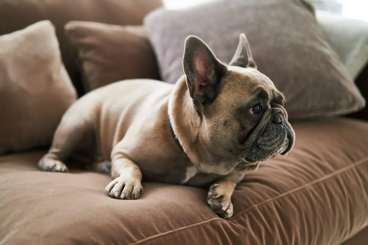 Źródło: Sits