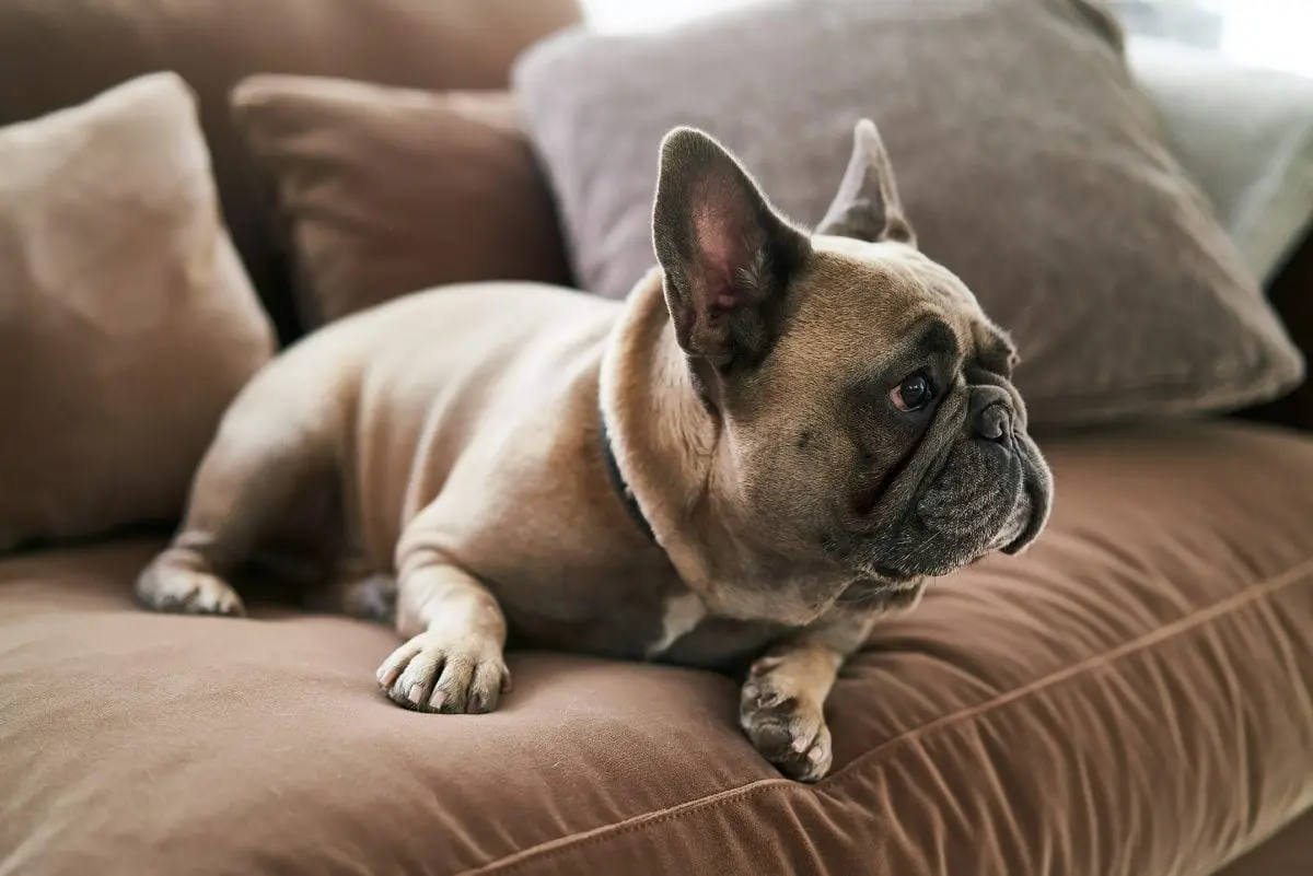 Źródło: Sits